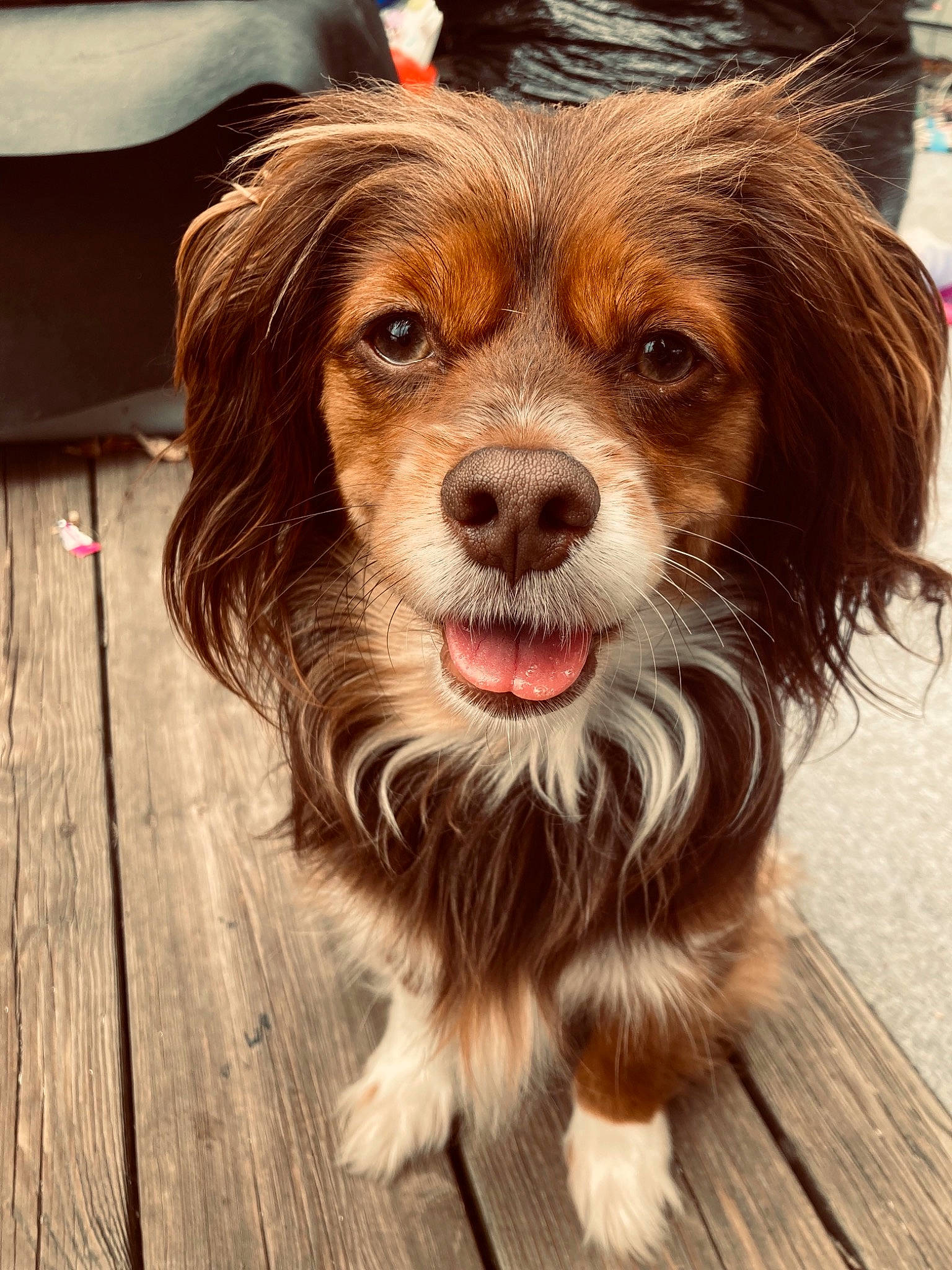 Buster Brown joined the competition — help win amazing prizes! canidae, carnivore, companion_dog, dog, dog_breed, fawn, flooring, fur, hardwood, liver, plank, puppy, snout, sporting_group, terrestrial_animal, toy_dog, whiskers, wood, wood_flooring, wood_stain