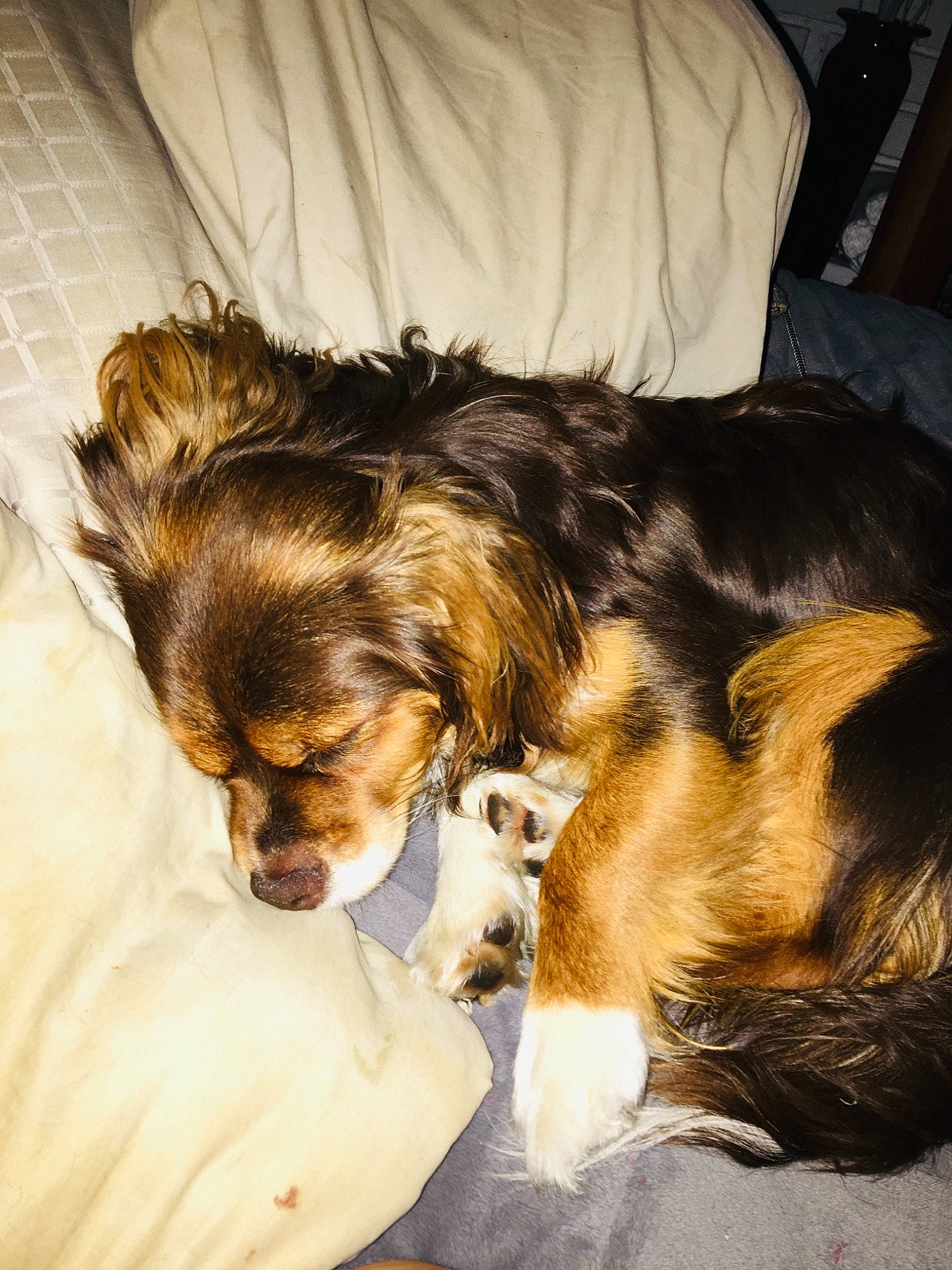 Buster Brown is registered to the contest to win money with this photo: carnivore, claw, comfort, companion_dog, dog, dog_breed, ear, fawn, felidae, fur, liver, nap, paw, puppy_love, small_terrier, terrier, toy_dog, whiskers, working_dog