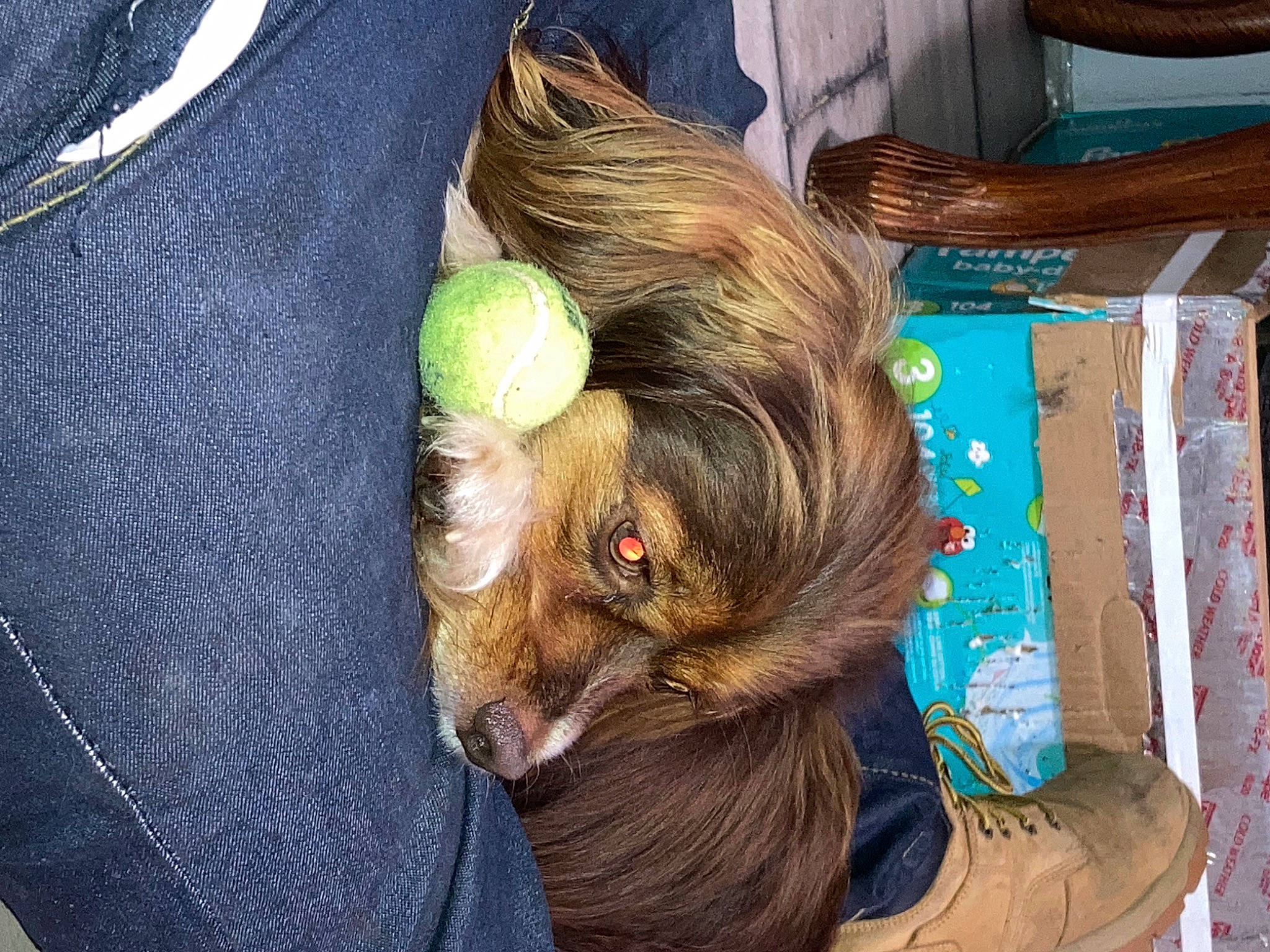 Buster Brown joined the competition — help win amazing prizes! brown_hair, canidae, carnivore, chicken, companion_dog, dog, dog_breed, fawn, flooring, fur, grass, hair_coloring, liver, livestock, long_hair, sporting_group, tail, textile, toy, toy_dog