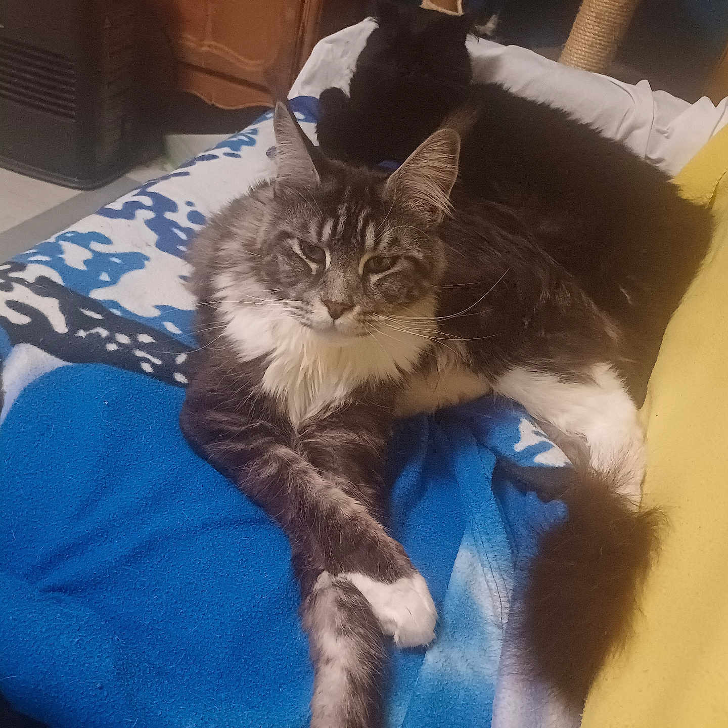 Uriel a rejoint le concours — aidez-le/la à gagner de superbes lots ! animal, black_cat, blanket, blue_blanket, cat, couch, cozy, domestic, ears, feline, fur, gray_cat, indoor, paw, pet, relaxing, resting, tail, whiskers, yellow_couch