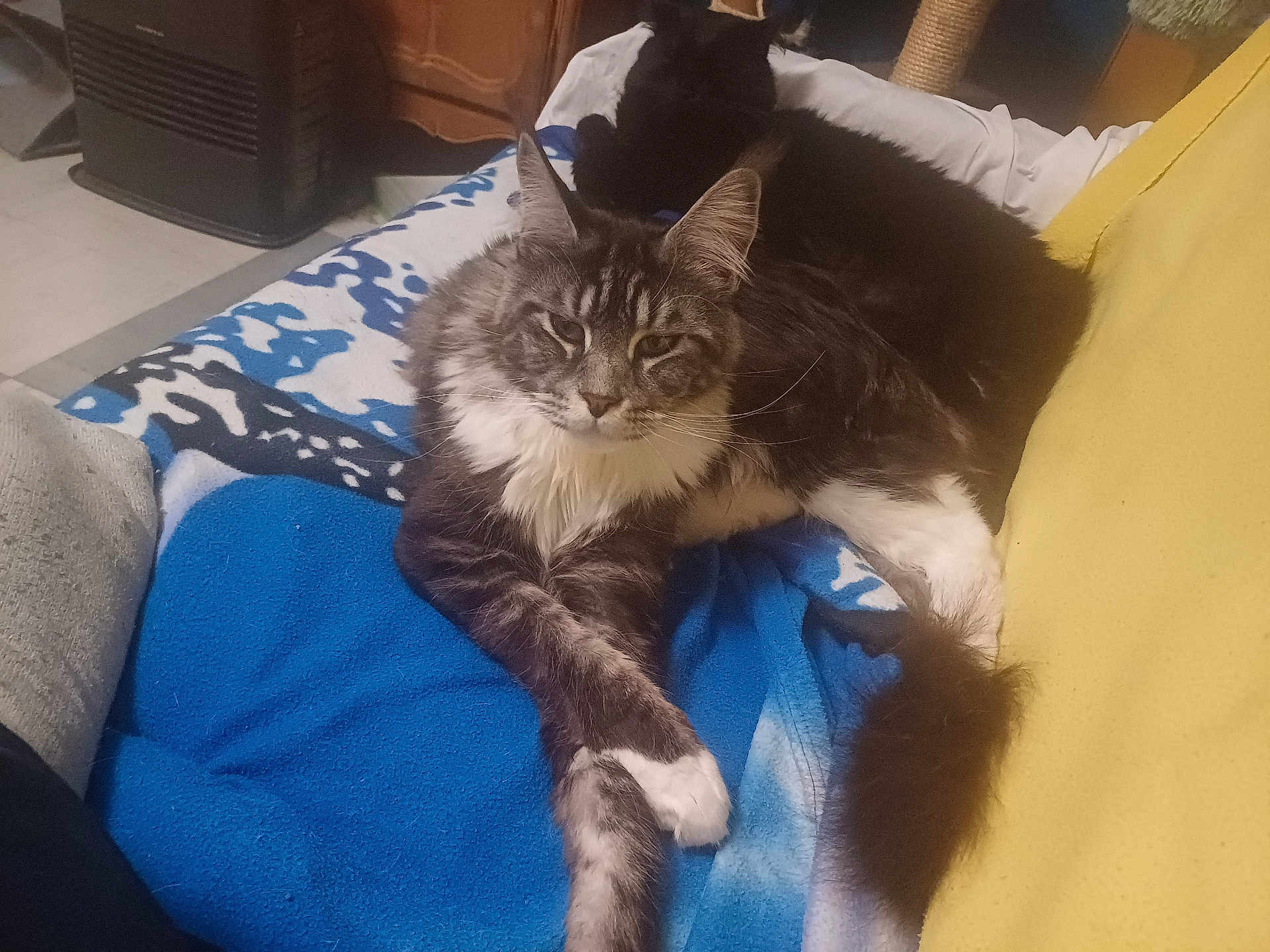Uriel a rejoint le concours — aidez-le/la à gagner de superbes lots ! cat, feline, pet, indoor, blanket, couch, fur, resting, relaxing, animal, domestic, cozy, yellow_couch, blue_blanket, black_cat, gray_cat, whiskers, paw, ears, tail
