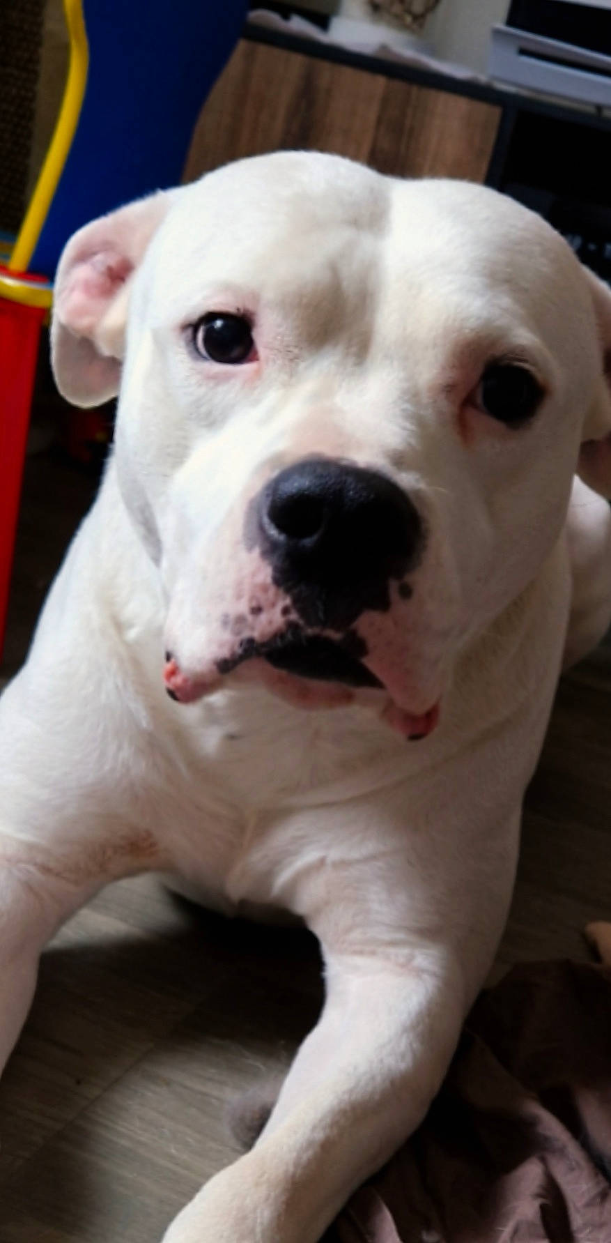 Saïko a rejoint le concours — aidez-le/la à gagner de superbes lots ! canidae, carnivore, collar, companion_dog, cordoba_fighting_dog, dog, dog_breed, dog_collar, dogo_argentino, dogo_guatemalteco, ear, fawn, non_sporting_group, pet_supply, photography, snout, sporting_group, terrestrial_animal, whiskers, working_animal