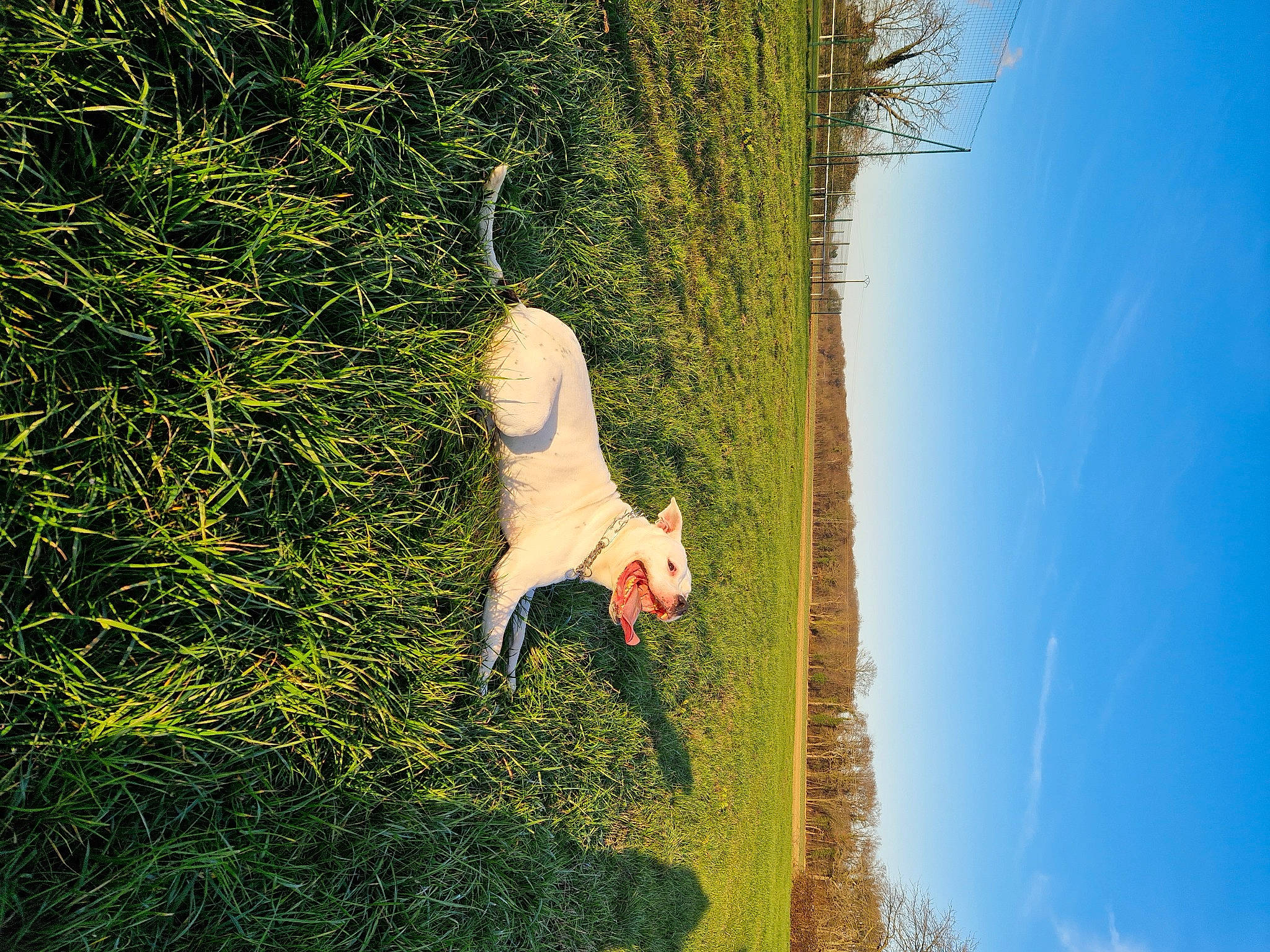 Saïko participe au concours pour gagner de l'argent avec cette photo : beak, canidae, ecoregion, fawn, grass, grassland, happy, landscape, leisure, pasture, people_in_nature, plant, shrub, sky, soil, sporting_group, tail, tree, trunk, wood