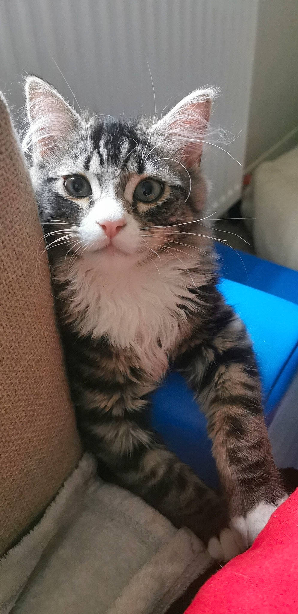 Bobby a rejoint le concours — aidez-le/la à gagner de superbes lots ! carnivore, cat, claw, domestic_short_haired_cat, felidae, fur, paw, small_to_medium_sized_cats, snout, tail, whiskers