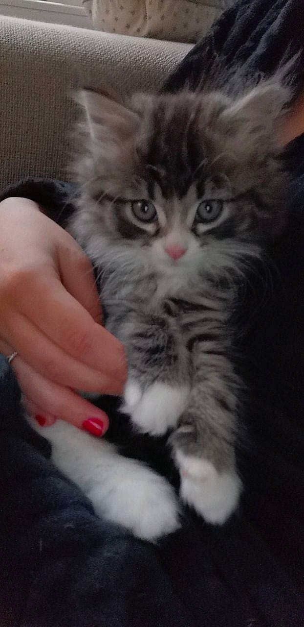 Bobby participe au concours pour gagner de l'argent avec cette photo : carnivore, cat, claw, comfort, domestic_short_haired_cat, eye, felidae, fur, gesture, maine_coon, nail, paw, sitting, small_to_medium_sized_cats, snout, tail, terrestrial_animal, thumb, whiskers