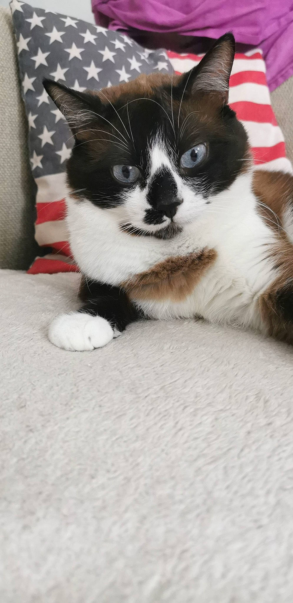 Malo a rejoint le concours — aidez-le/la à gagner de superbes lots ! canidae, carnivore, cat, cat_supply, claw, comfort, companion_dog, dog_breed, domestic_short_haired_cat, felidae, flooring, foot, fur, paw, sitting, small_to_medium_sized_cats, snout, tail, terrestrial_animal, whiskers