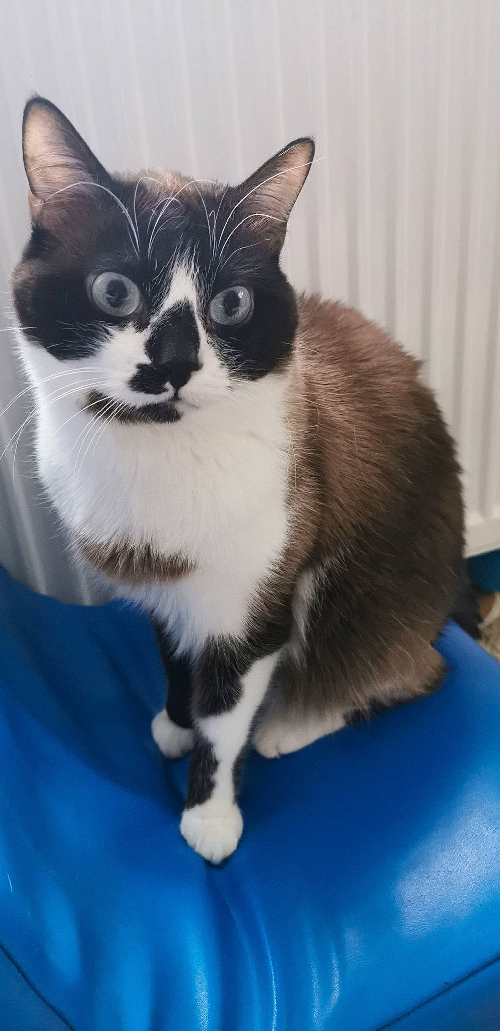 Malo a rejoint le concours — aidez-le/la à gagner de superbes lots ! carnivore, cat, claw, domestic_short_haired_cat, electric_blue, eye, felidae, foot, formal_wear, fur, monochrome_photography, paw, sitting, small_to_medium_sized_cats, snout, tail, terrestrial_animal, whiskers