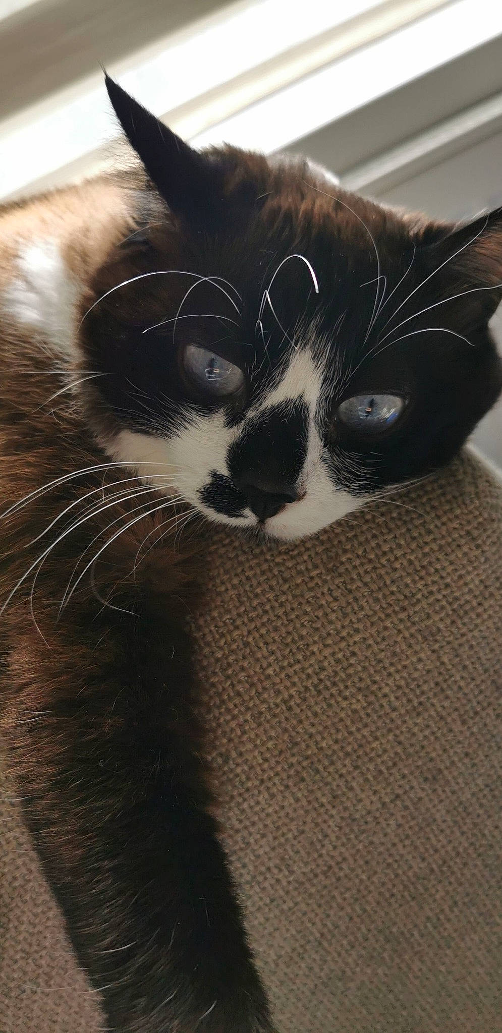 Malo a rejoint le concours — aidez-le/la à gagner de superbes lots ! carnivore, cat, claw, comfort, domestic_short_haired_cat, eye, felidae, fur, hair, head, human_body, leg, monochrome, monochrome_photography, nose, paw, small_to_medium_sized_cats, snout, tail, whiskers