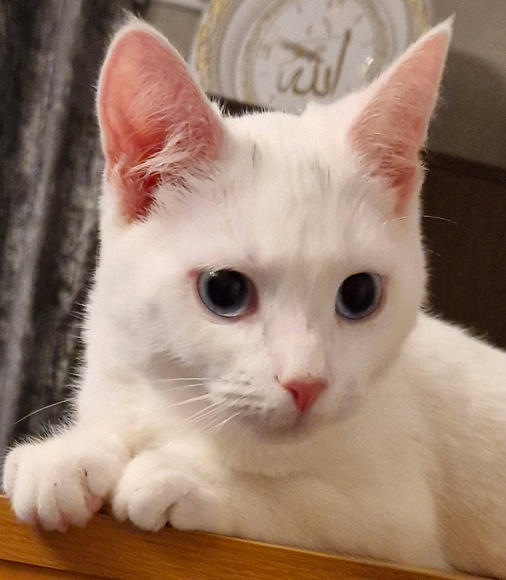 Talia is registered to the contest to win money with this photo: carnivore, cat, domestic_short_haired_cat, eye, felidae, fur, hardwood, head, paw, pet_supply, small_to_medium_sized_cats, snout, tail, varnish, whiskers, wood