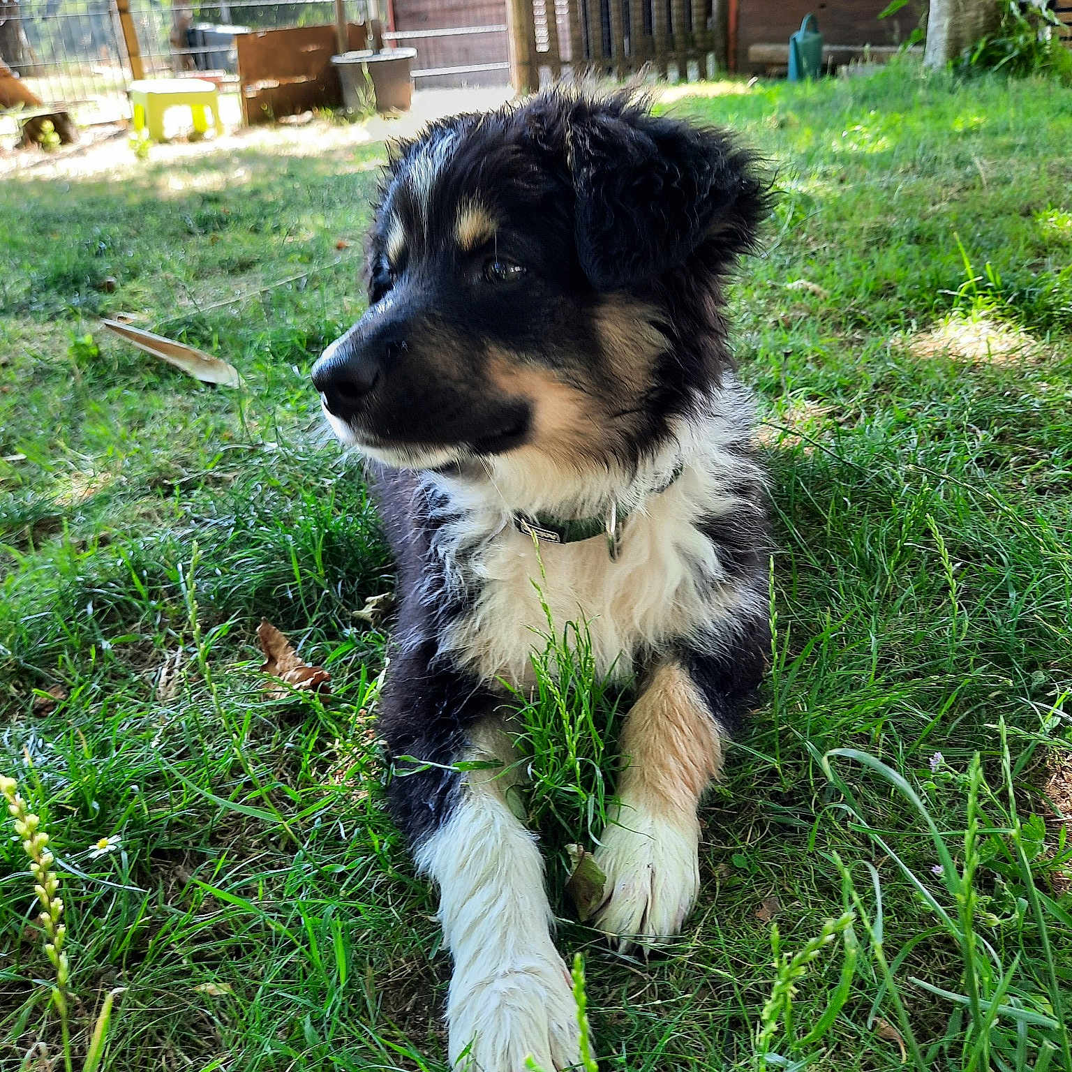 Tonka