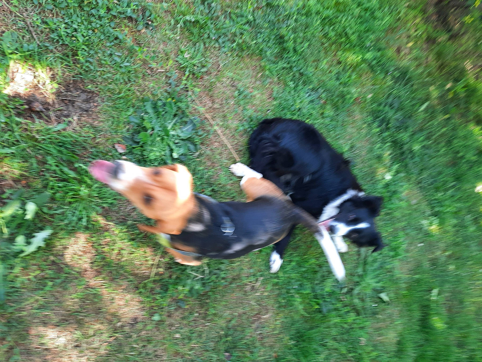 Schupa a rejoint le concours — aidez-le/la à gagner de superbes lots ! boston_terrier, canidae, carnivore, companion_dog, dog, dog_breed, dog_supply, fawn, grass, herding_dog, non_sporting_group, pasture, plant, snout, sporting_group, tail, terrier, tree, working_animal, working_dog