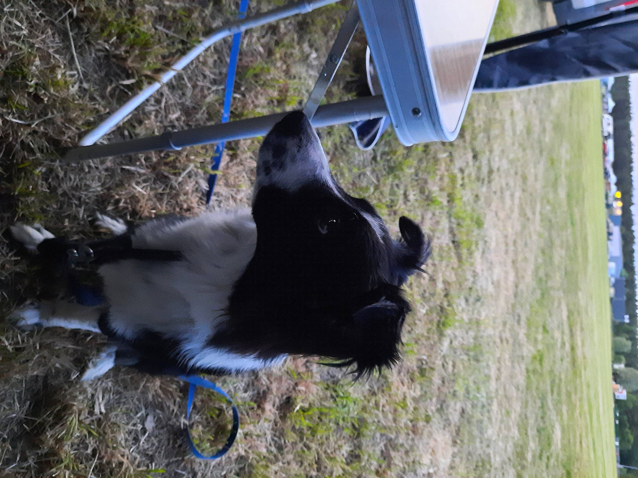 Schupa a rejoint le concours — aidez-le/la à gagner de superbes lots ! bovine, canidae, carnivore, cow_goat_family, dog, dog_breed, fawn, fur, grass, livestock, plant, snout, sporting_group, tail, terrestrial_animal, wood, working_animal