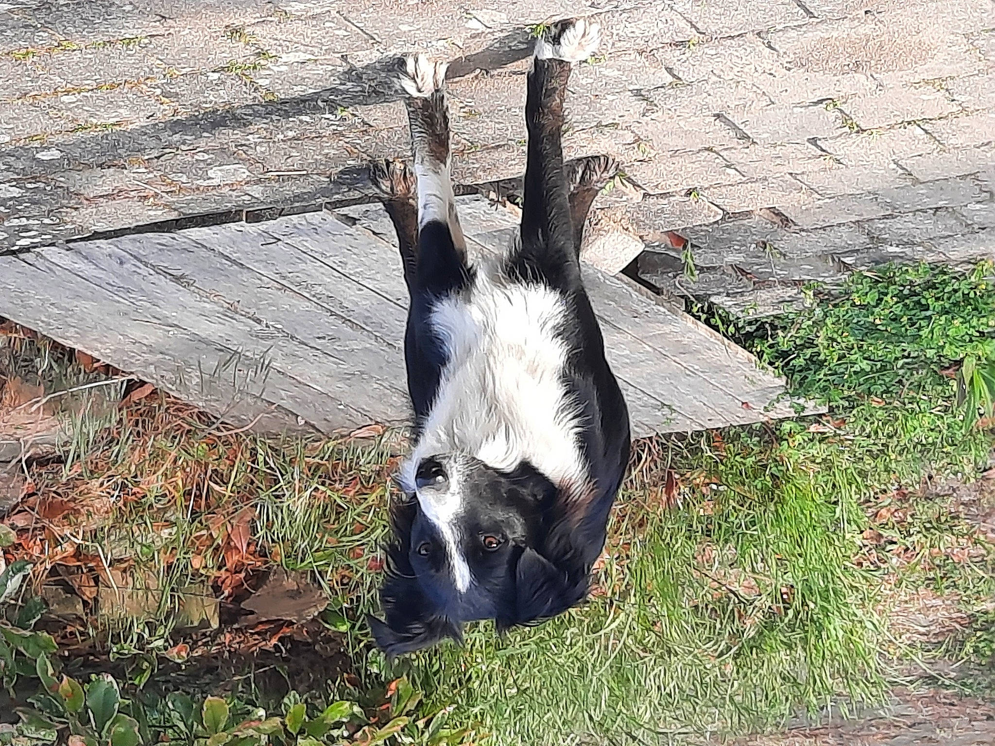 Schupa a rejoint le concours — aidez-le/la à gagner de superbes lots ! beak, brick, dog_breed, foot, fur, goat, goats, grass, livestock, pasture, plant, shadow, tail, terrestrial_animal, tree, trunk, whiskers, window, wood, working_animal