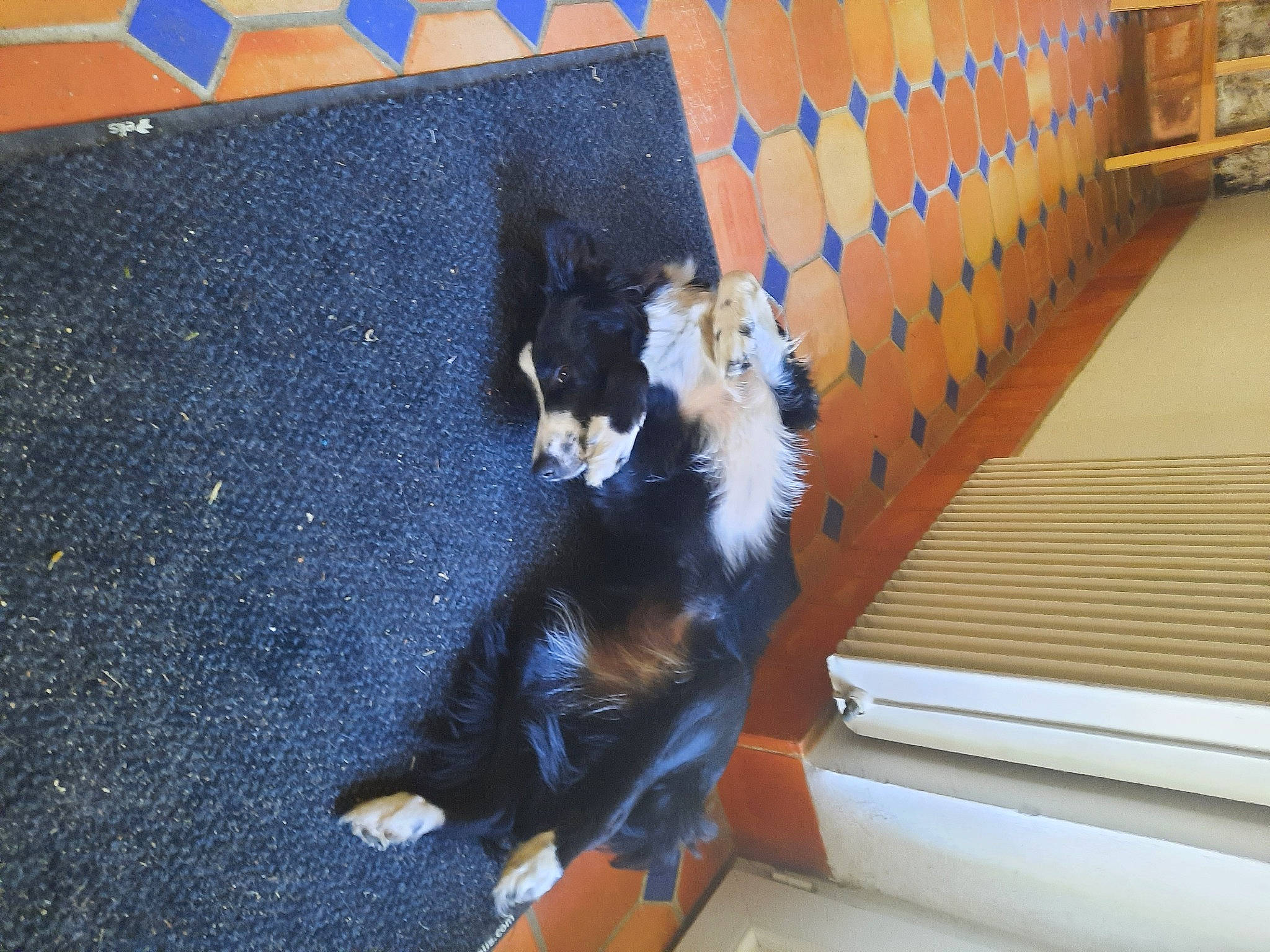 Schupa a rejoint le concours — aidez-le/la à gagner de superbes lots ! asphalt, carnivore, cat, companion_dog, dog_breed, electric_blue, felidae, floor, flooring, fur, hardwood, lap, road_surface, small_to_medium_sized_cats, tail, tar, whiskers, wood