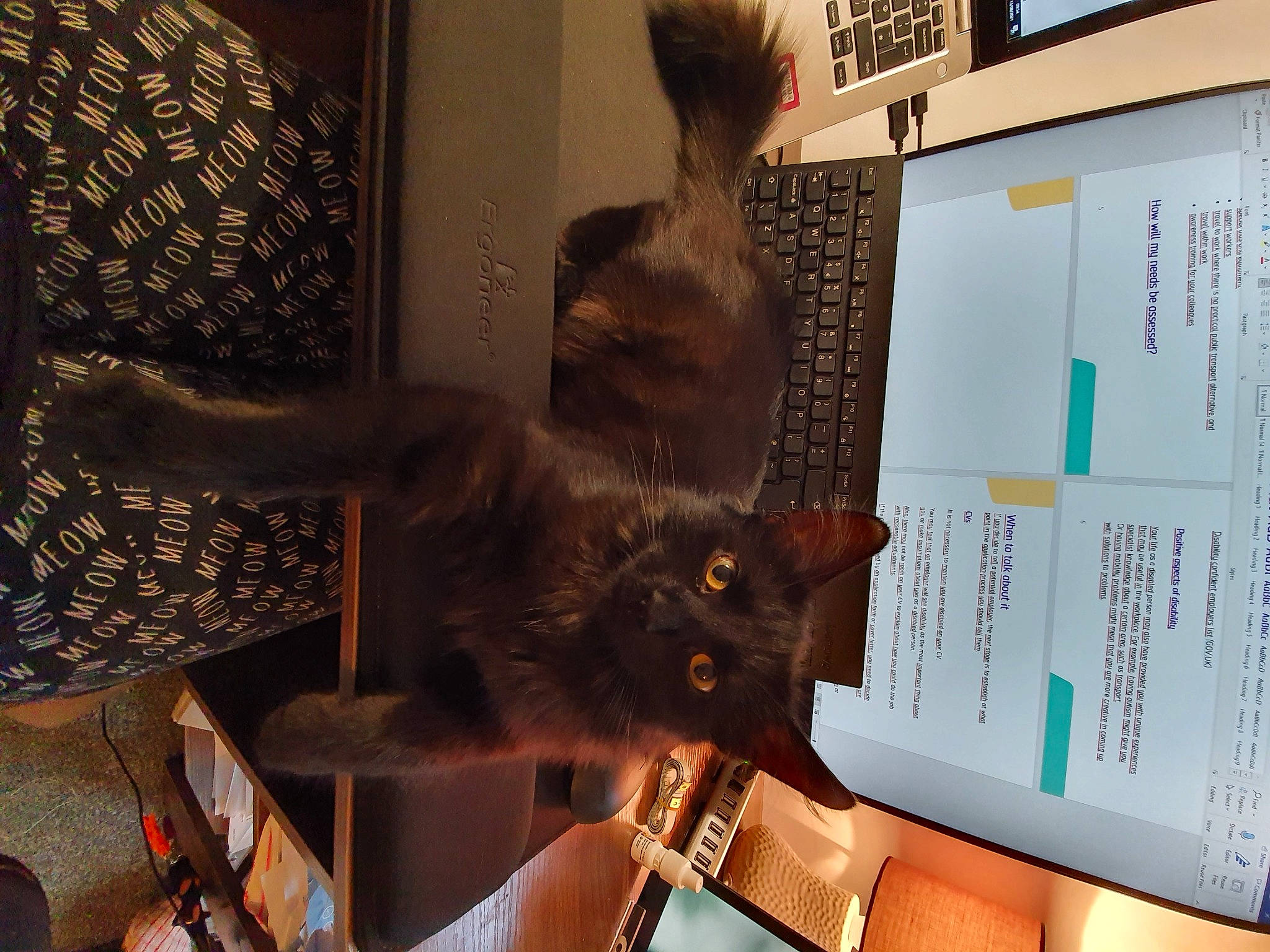 Poppy joined the competition — help win amazing prizes! bag, black_cat, carnivore, cat, domestic_short_haired_cat, fawn, felidae, flooring, fur, houseplant, plant, room, shelf, small_to_medium_sized_cats, tail, tree, visual_arts, watch, whiskers