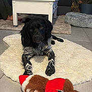 Alpha participe au concours pour gagner de l'argent avec cette photo : dog, black_and_white, fluffy_rug, stuffed_toy, living_room, sofa, coffee_table, plant, decor, flooring, pet, toy, indoor, relaxed, fur, canine, home, cozy, animal, portrait