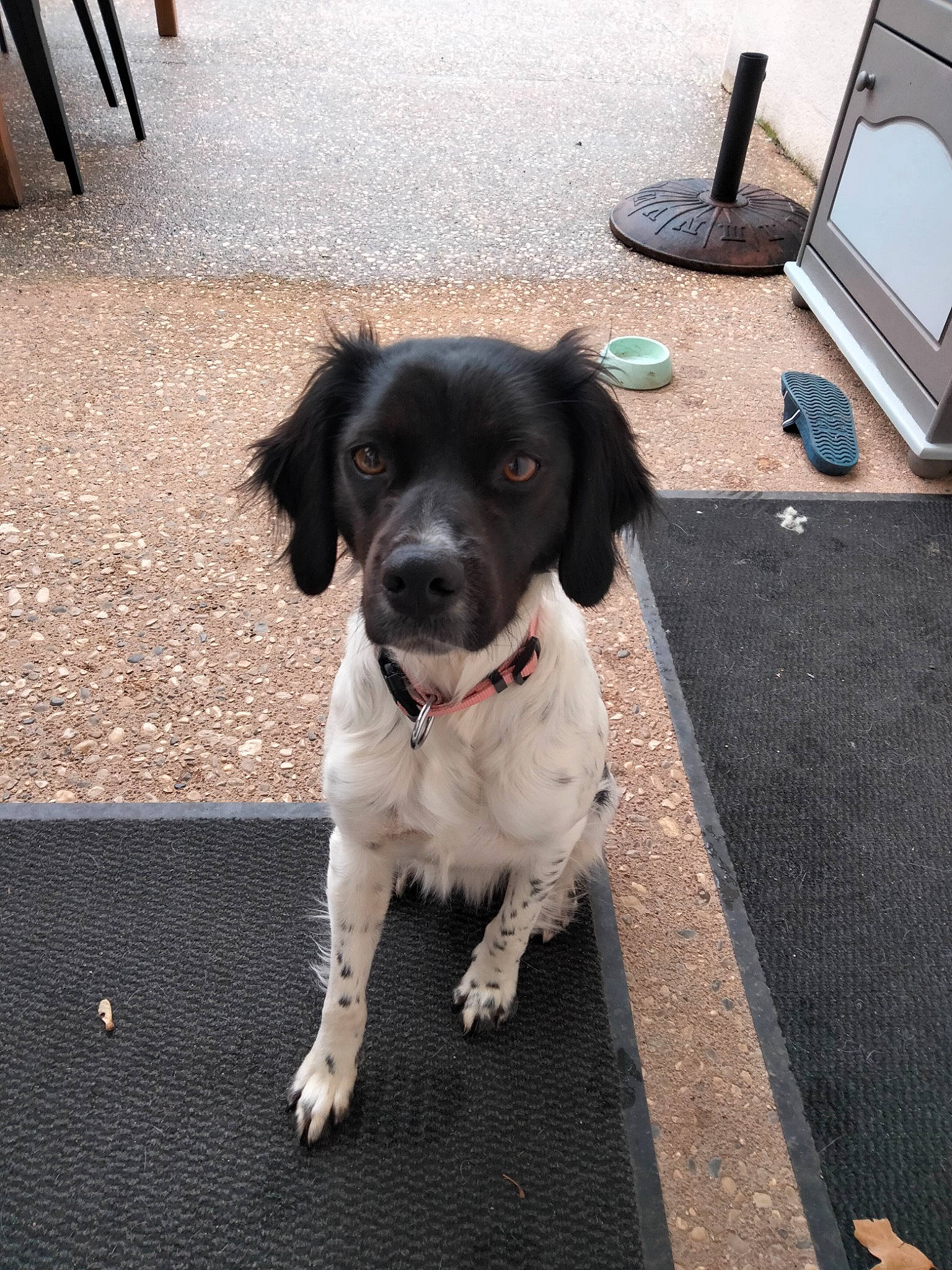 Phany a rejoint le concours — aidez-le/la à gagner de superbes lots ! asphalt, carnivore, collar, companion_dog, dog, dog_breed, dog_collar, floor, flooring, fur, gas, gun_dog, home_appliance, leash, road_surface, sidewalk, spaniel, sporting_group, television, whiskers