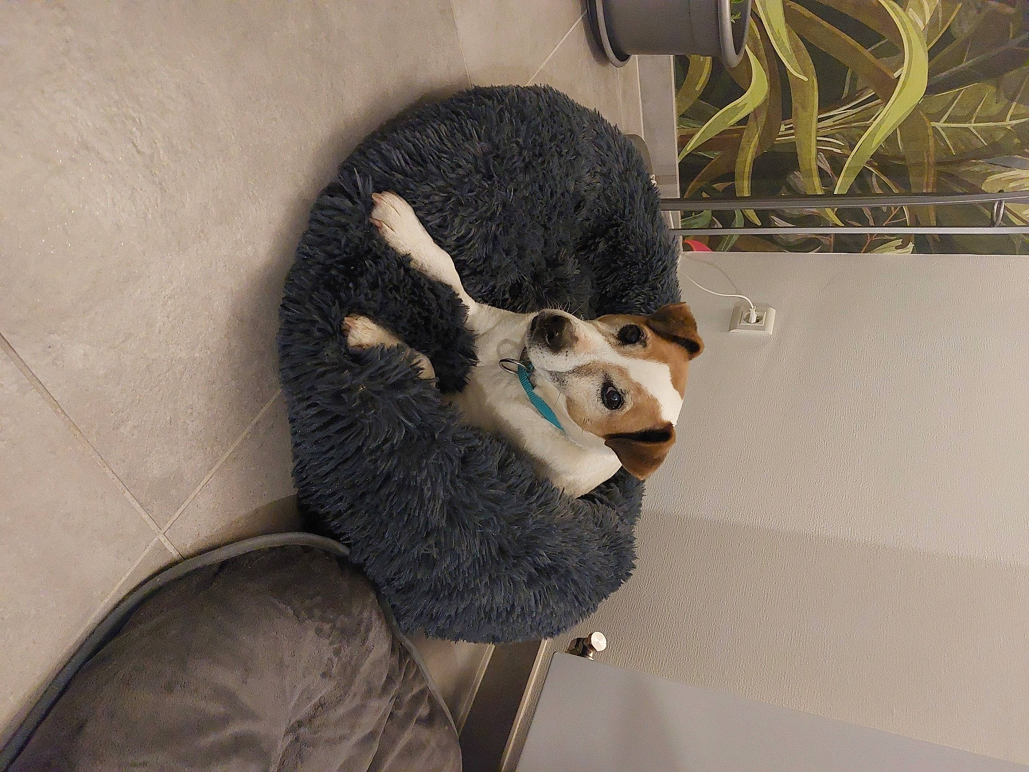 Dooki a rejoint le concours — aidez-le/la à gagner de superbes lots ! art, beard, cap, costume, eyewear, facial_hair, fashion_accessory, fur, fur_clothing, jaw, mask, personal_protective_equipment, plush, room, selfie, snout, street_fashion, stuffed_toy, toy, visual_arts