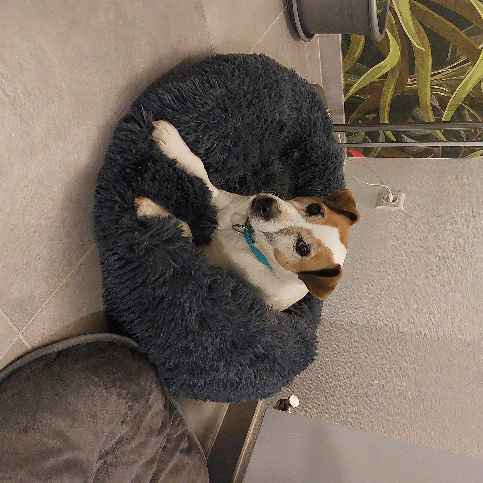 Dooki