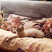 Prince participe au concours pour gagner de l'argent avec cette photo : cat, couch, pillow, indoor, furniture, pet, animal, relaxing, soft, fluffy, text_overlay, emoji, cartoon_sticker, love, heart_eyes, cozy, living_room, comfort, resting, domestic