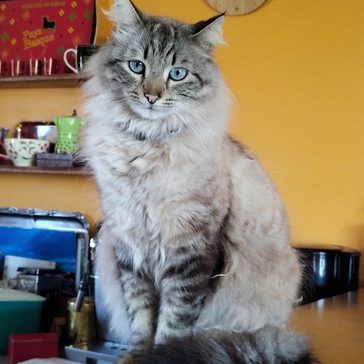 Prince