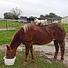 horse, cat, animal, farm, countryside, grass, mud, bucket, fence, barn, outdoor, nature, livestock, mammal, domestic_animal, pet, friendship, resting, grazing, field