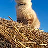 cat, animal, outdoor, blue_sky, straw, haystack, fluffy, feline, nature, sunlight, pet, domestic_animal, fur, collar, blurred, background, texture, daylight, field, wildlife
