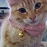 Fluffies joined the competition — help win amazing prizes! adorable, bell, bow, cat, closeup, collar, curious, cute, domestic_animal, ears, face, feline, fur, indoor, kitten, orange_tabby, pet, sitting, whiskers, young