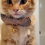 Fluffies is registered to the contest to win money with this photo: adorable, animal, bow_tie, cat, closeup, curious, cute, domestic_animal, feline, fur, ginger_cat, indoor, kitten, pet, portrait, sitting, small_bell, whiskers, wide_eyes, young_cat