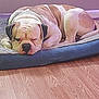 Bubba is registered to the contest to win money with this photo: dog, bulldog, sleeping, dog_bed, indoor, wood_floor, pet, resting, canine, brown_and_white, cozy, relaxed, nap, animal, domestic_animal, fur, companion, cute, mammal, laying_down