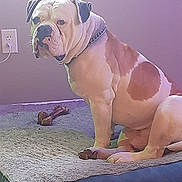 Bubba joined the competition — help win amazing prizes! dog, bulldog, pet, indoor, dog_bed, bone, floor, wall, electrical_outlet, chain_collar, seated, brown_and_white, canine, domestic_animal, looking_away, furniture, wood_floor, resting, animal, companion