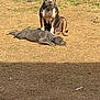 dog, outdoor, grass, dirt, sunlight, resting, sitting, sleeping, pet, animal, canine, nature, daytime, one_dog_sitting, one_dog_lying, collar, ears_up, brown, gray, relaxed
