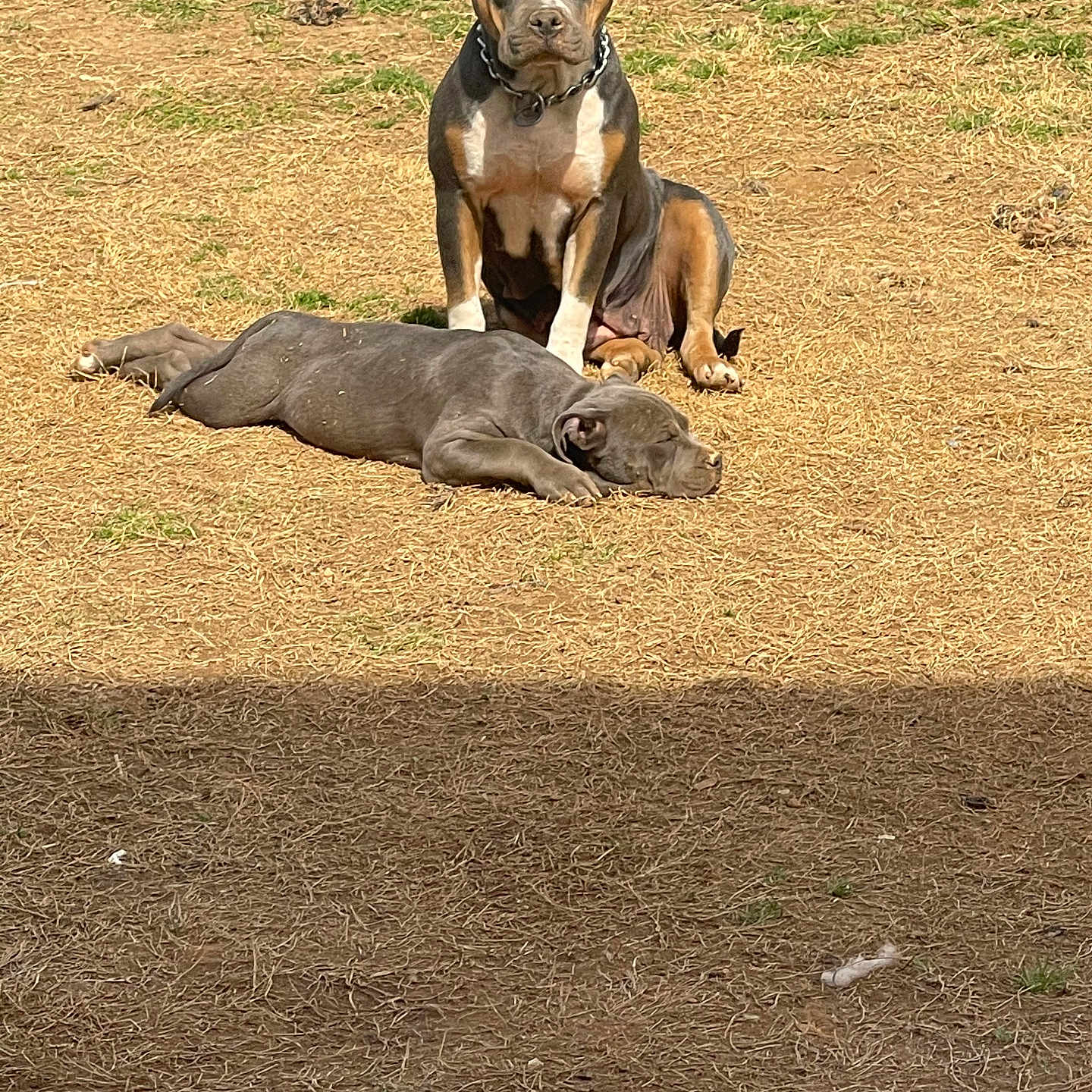 Storm is registered to the contest to win money with this photo: animal, brown, canine, collar, daytime, dirt, dog, ears_up, grass, gray, nature, one_dog_lying, one_dog_sitting, outdoor, pet, relaxed, resting, sitting, sleeping, sunlight