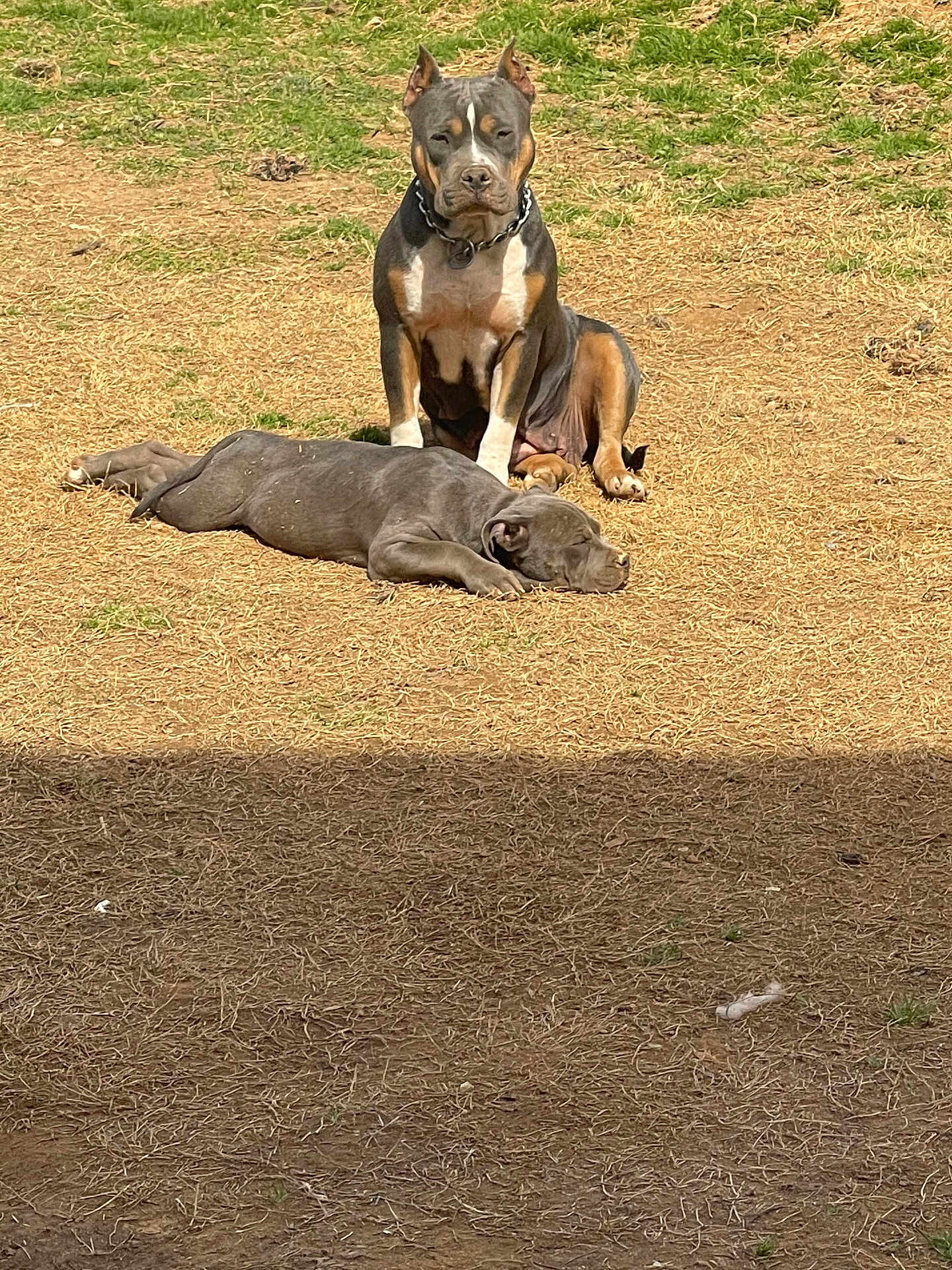 Storm is registered to the contest to win money with this photo: dog, outdoor, grass, dirt, sunlight, resting, sitting, sleeping, pet, animal, canine, nature, daytime, one_dog_sitting, one_dog_lying, collar, ears_up, brown, gray, relaxed