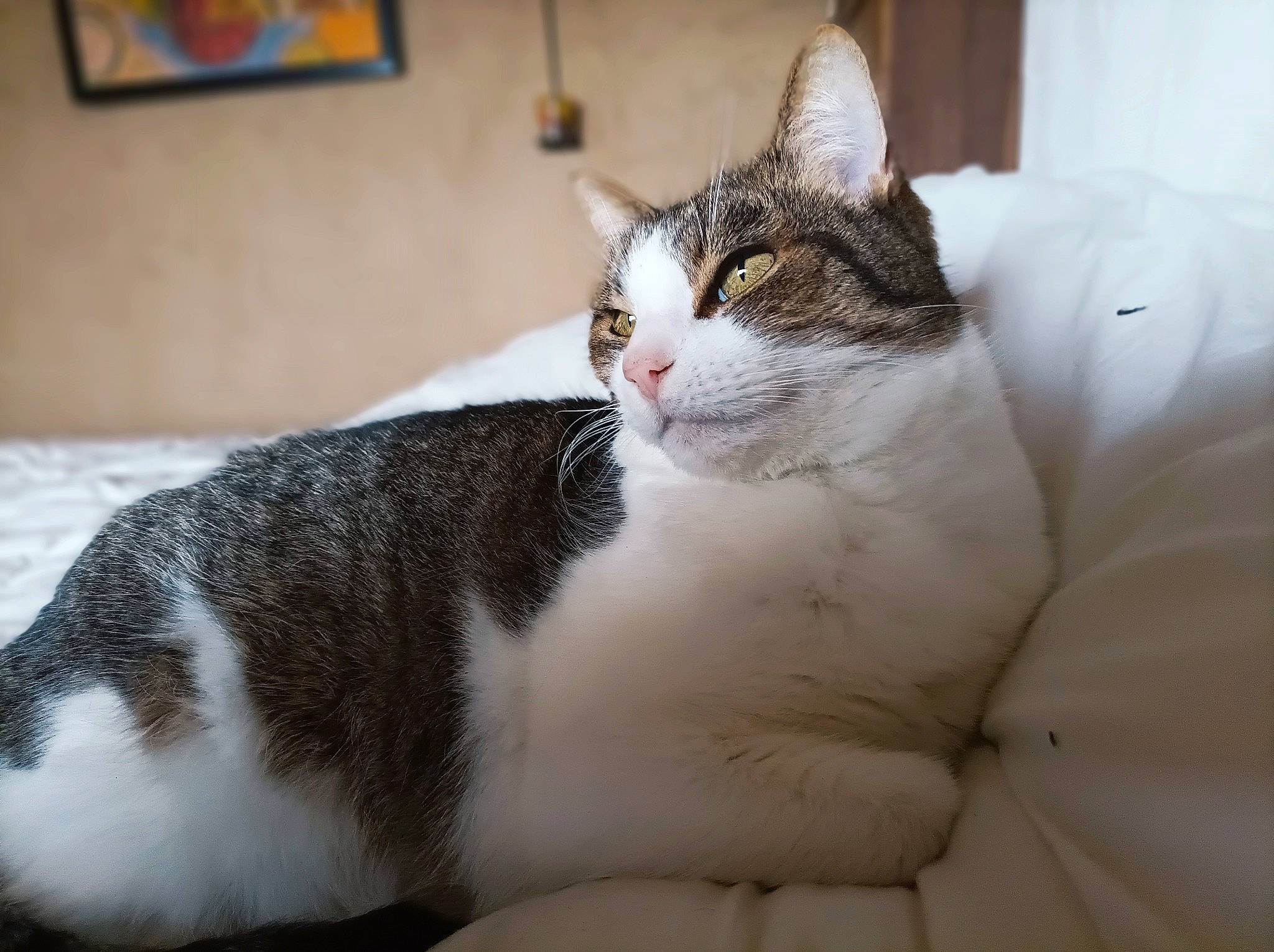 Tigrou participe au concours pour gagner de l'argent avec cette photo : carnivore, cat, domestic_short_haired_cat, felidae, fur, mammal, pet_supply, picture_frame, small_to_medium_sized_cats, snout, terrestrial_animal, vertebrate, whiskers, window