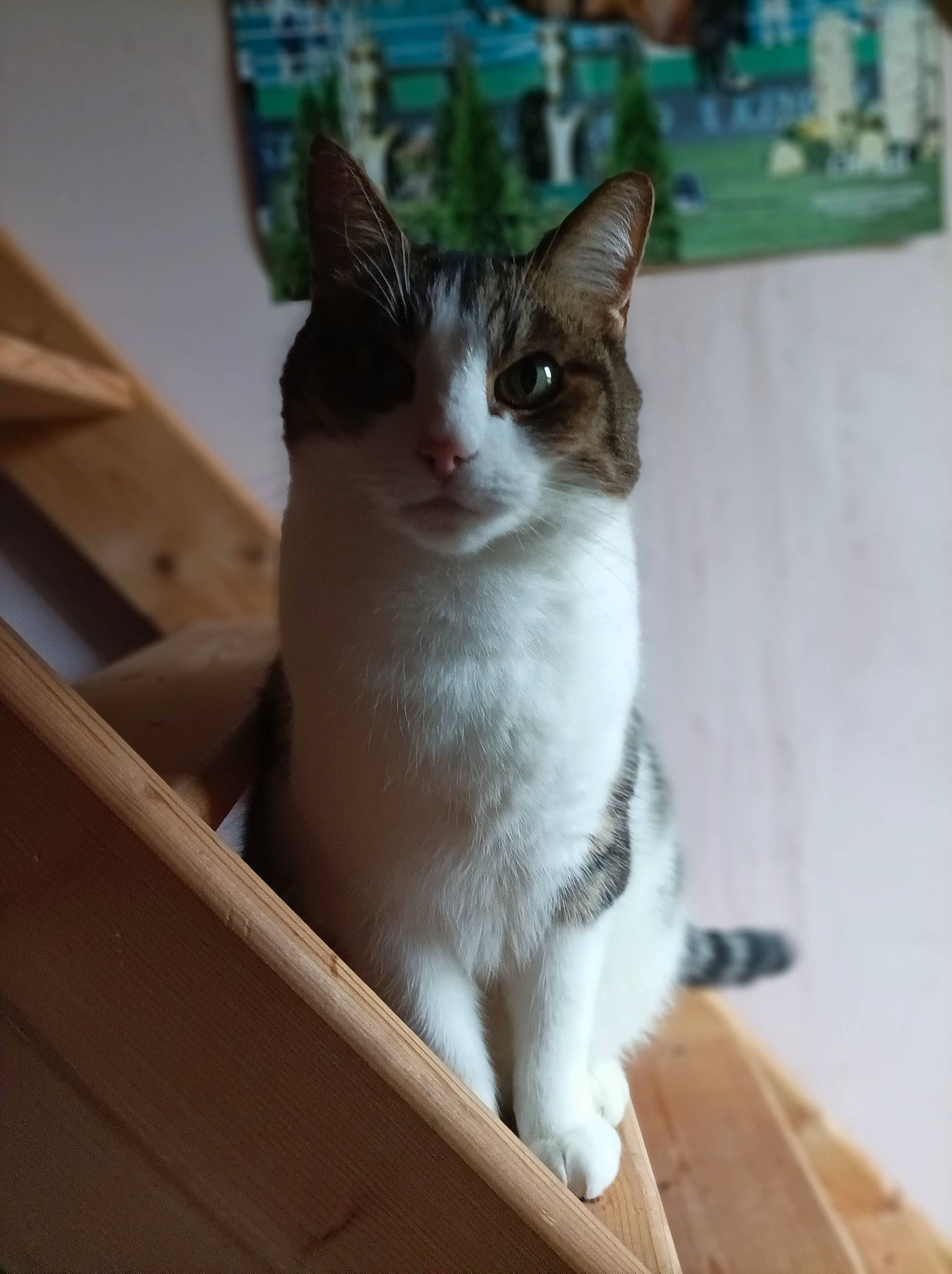 Tigrou participe au concours pour gagner de l'argent avec cette photo : box, cardboard, carnivore, carton, cat, domestic_short_haired_cat, felidae, fur, hardwood, paw, shipping_box, small_to_medium_sized_cats, snout, tail, whiskers, window, wood