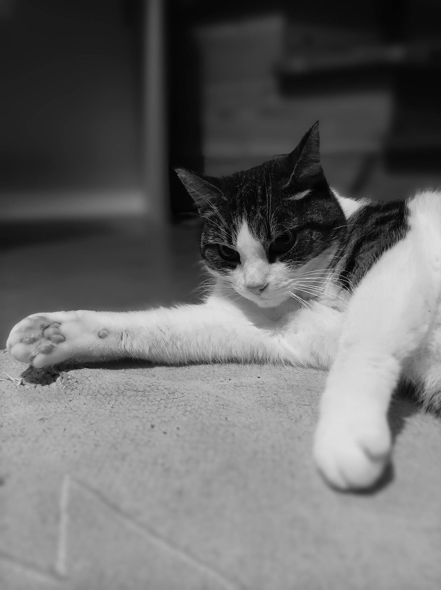 Tigrou a rejoint le concours — aidez-le/la à gagner de superbes lots ! black_and_white, carnivore, cat, claw, close_up, domestic_short_haired_cat, felidae, flooring, fur, grey, human_leg, monochrome, monochrome_photography, paw, small_to_medium_sized_cats, snout, style, tail, whiskers, wood