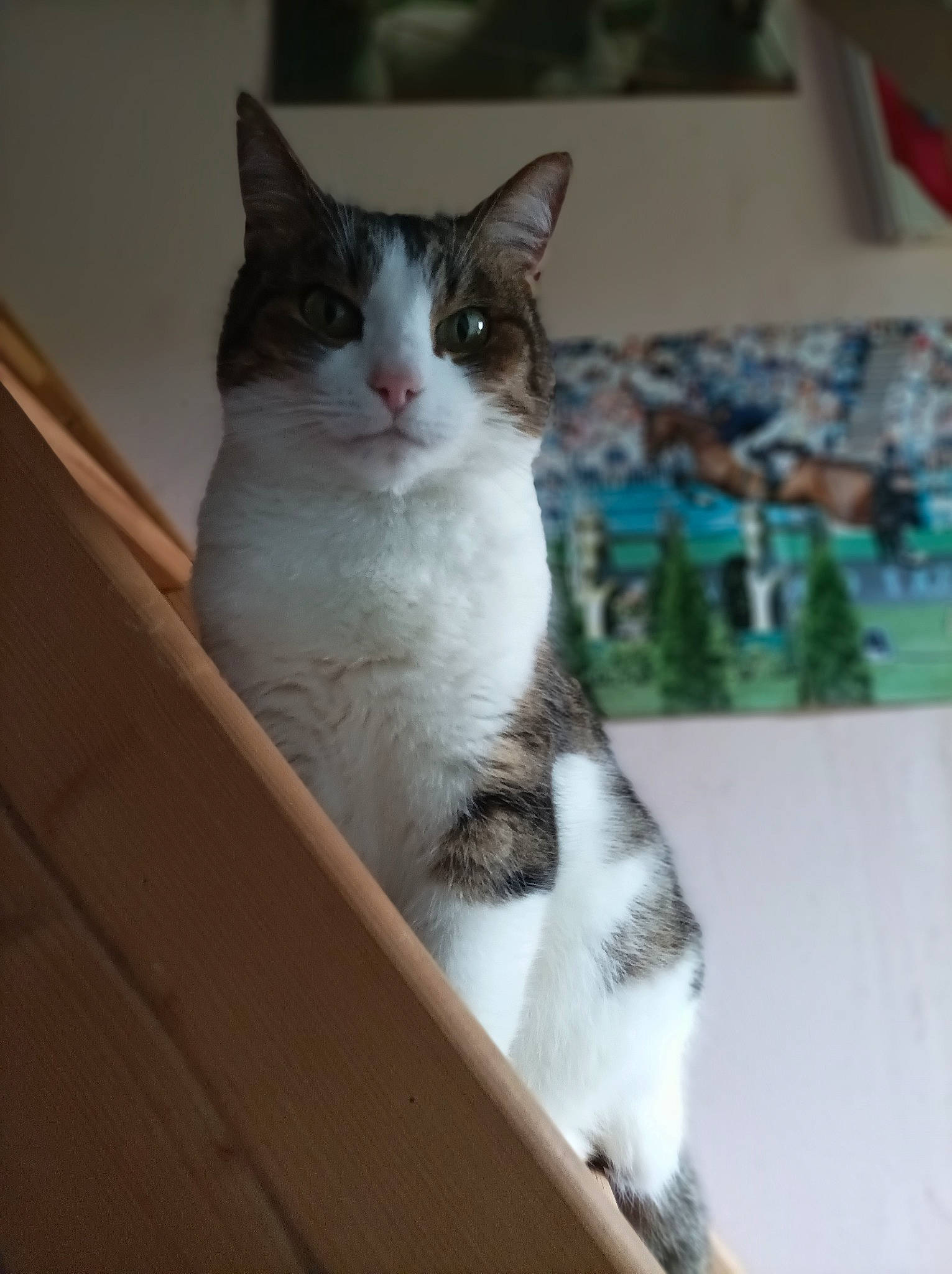 Tigrou participe au concours pour gagner de l'argent avec cette photo : box, carnivore, cat, domestic_short_haired_cat, felidae, fur, paw, small_to_medium_sized_cats, snout, tail, whiskers, window, wood