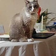 Camel a rejoint le concours — aidez-le/la à gagner de superbes lots ! cat, table, laptop, candle, plant, flower, white_cloth, indoor, pet, feline, gray_cat, white_paws, houseplant, decor, still_life, domestic, furniture, cozy, tablecloth, closeup