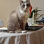 cat, table, laptop, candle, plant, flower, white_cloth, indoor, pet, feline, gray_cat, white_paws, houseplant, decor, still_life, domestic, furniture, cozy, tablecloth, closeup