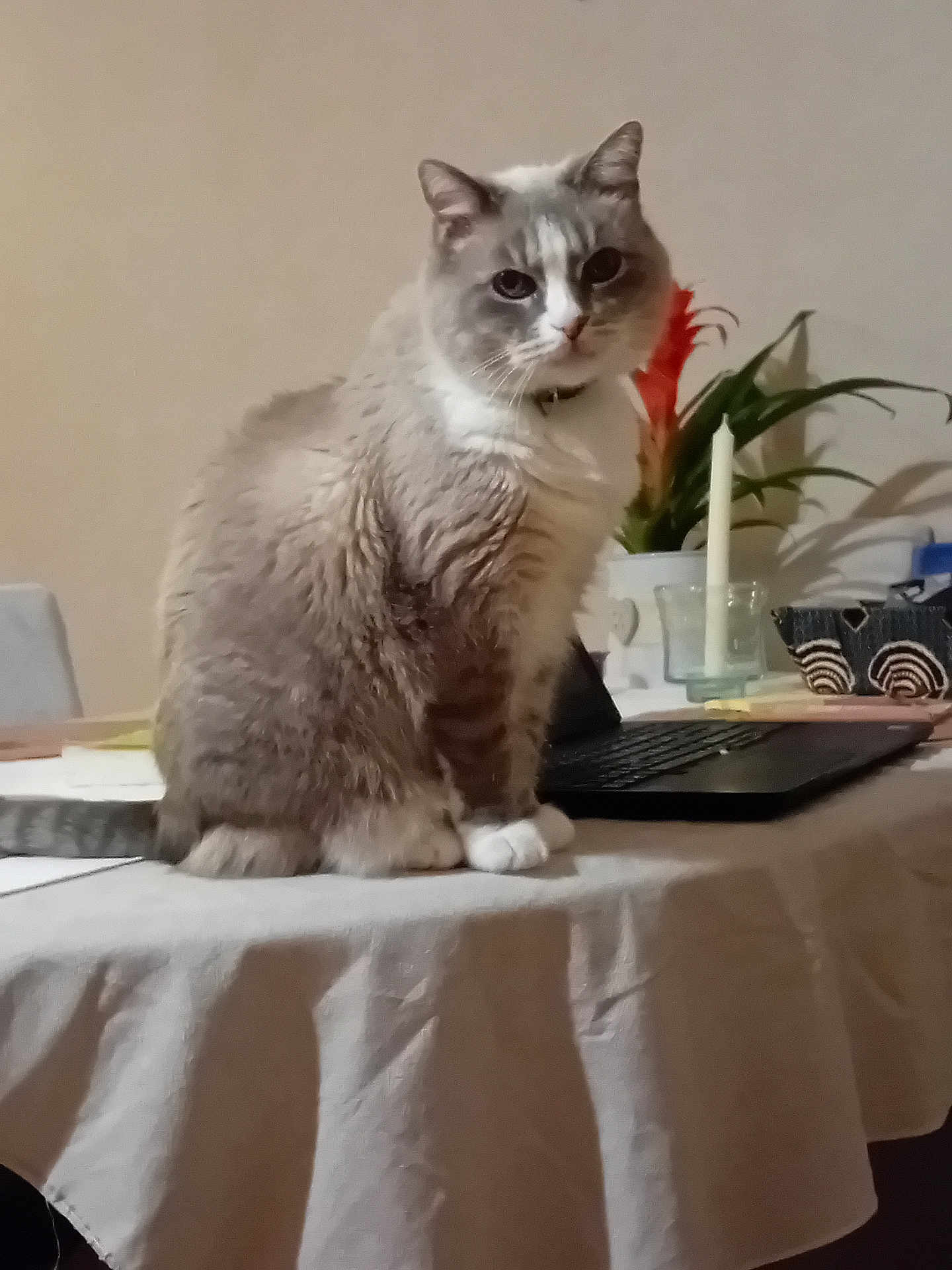 Camel a rejoint le concours — aidez-le/la à gagner de superbes lots ! cat, table, laptop, candle, plant, flower, white_cloth, indoor, pet, feline, gray_cat, white_paws, houseplant, decor, still_life, domestic, furniture, cozy, tablecloth, closeup