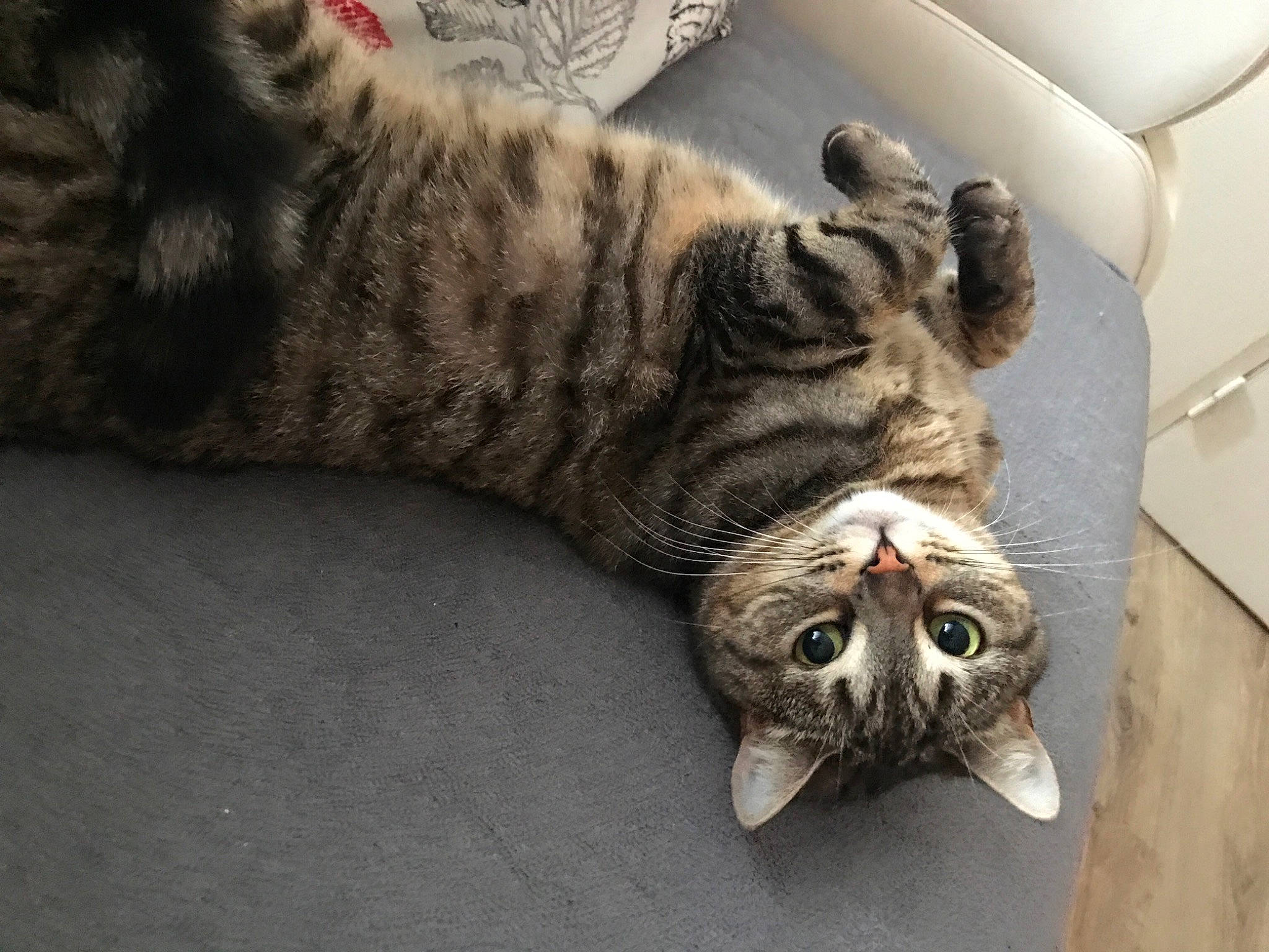 Karibou participe au concours pour gagner de l'argent avec cette photo : carnivore, cat, claw, comfort, domestic_short_haired_cat, felidae, flooring, fur, grey, nap, paw, small_to_medium_sized_cats, snout, tail, terrestrial_animal, whiskers