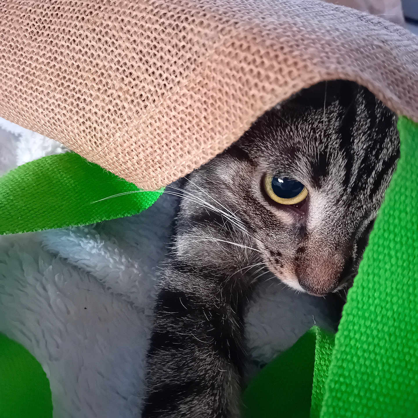 Minette a rejoint le concours — aidez-le/la à gagner de superbes lots ! abyssinian, animal, bag, blanket, cat, chair, clothing, couch, cushion, furniture, hat, homedecor, kitten, knitwear, linen, manx, pet, siamese, sweater, towel