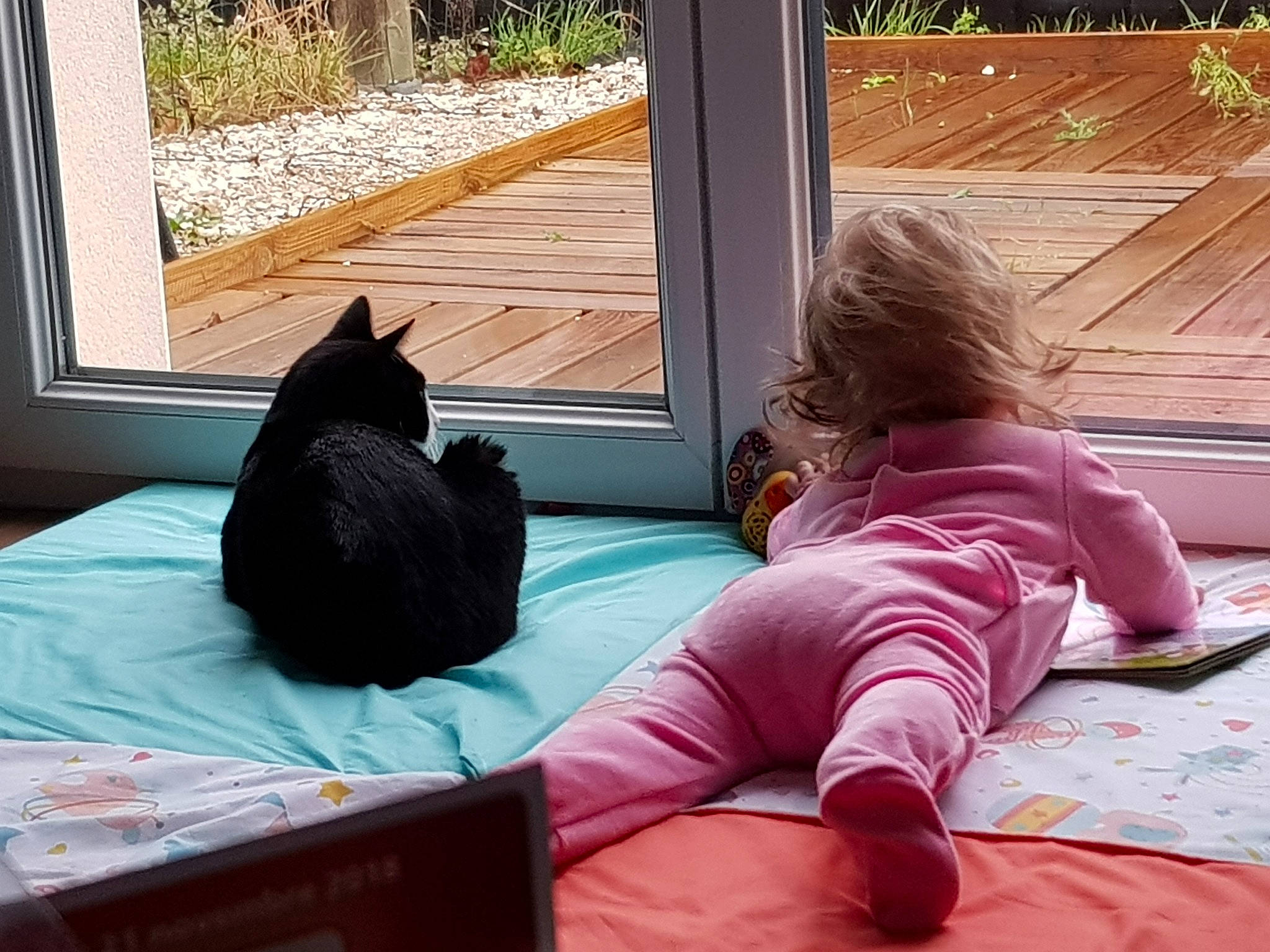 Dolly participe au concours pour gagner de l'argent avec cette photo : carnivore, cat, comfort, felidae, flooring, grass, leisure, magenta, mammal, morning, plant, room, shade, small_to_medium_sized_cats, textile, tints_and_shades, tree, vertebrate, window, wood