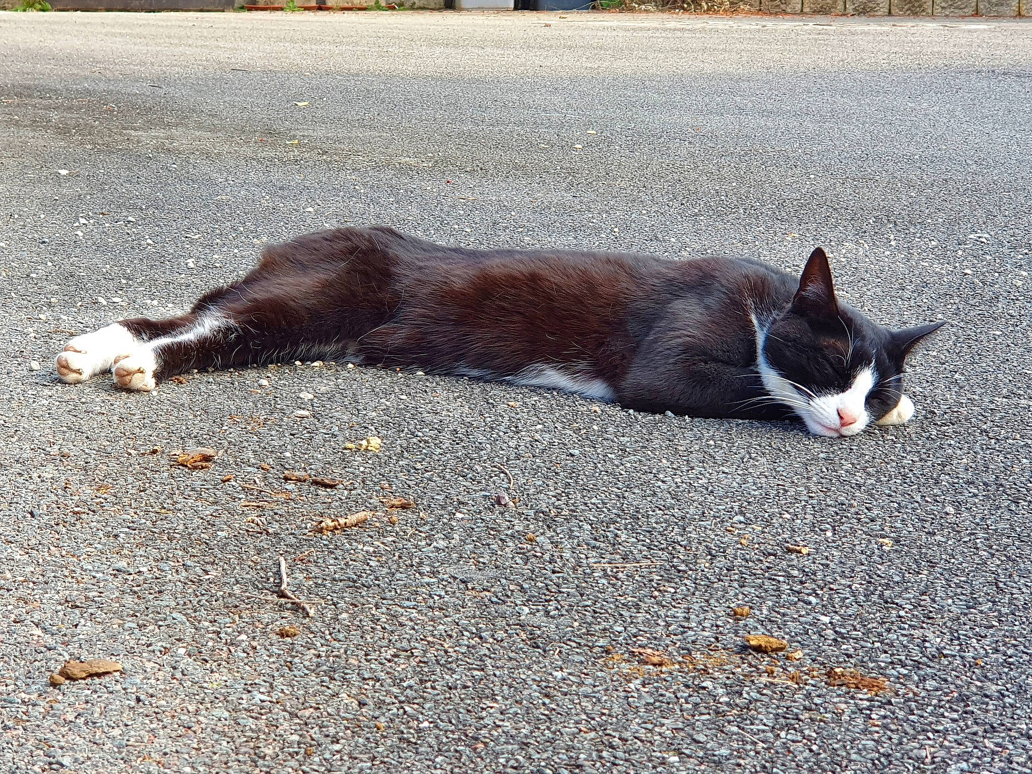 Dolly participe au concours pour gagner de l'argent avec cette photo : asphalt, canidae, carnivore, cat, domestic_short_haired_cat, felidae, fur, grass, road, road_surface, sand, shadow, sidewalk, small_to_medium_sized_cats, snout, tail, terrestrial_animal, tints_and_shades, whiskers, window