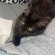 Luna is registered to the contest to win money with this photo: kitten, black_cat, yellow_eyes, fluffy, pet, cute, indoor, blanket, fabric, resting, looking_up, domestic_cat, close_up, feline, young_cat, cozy, soft, curious, animal, sleepy