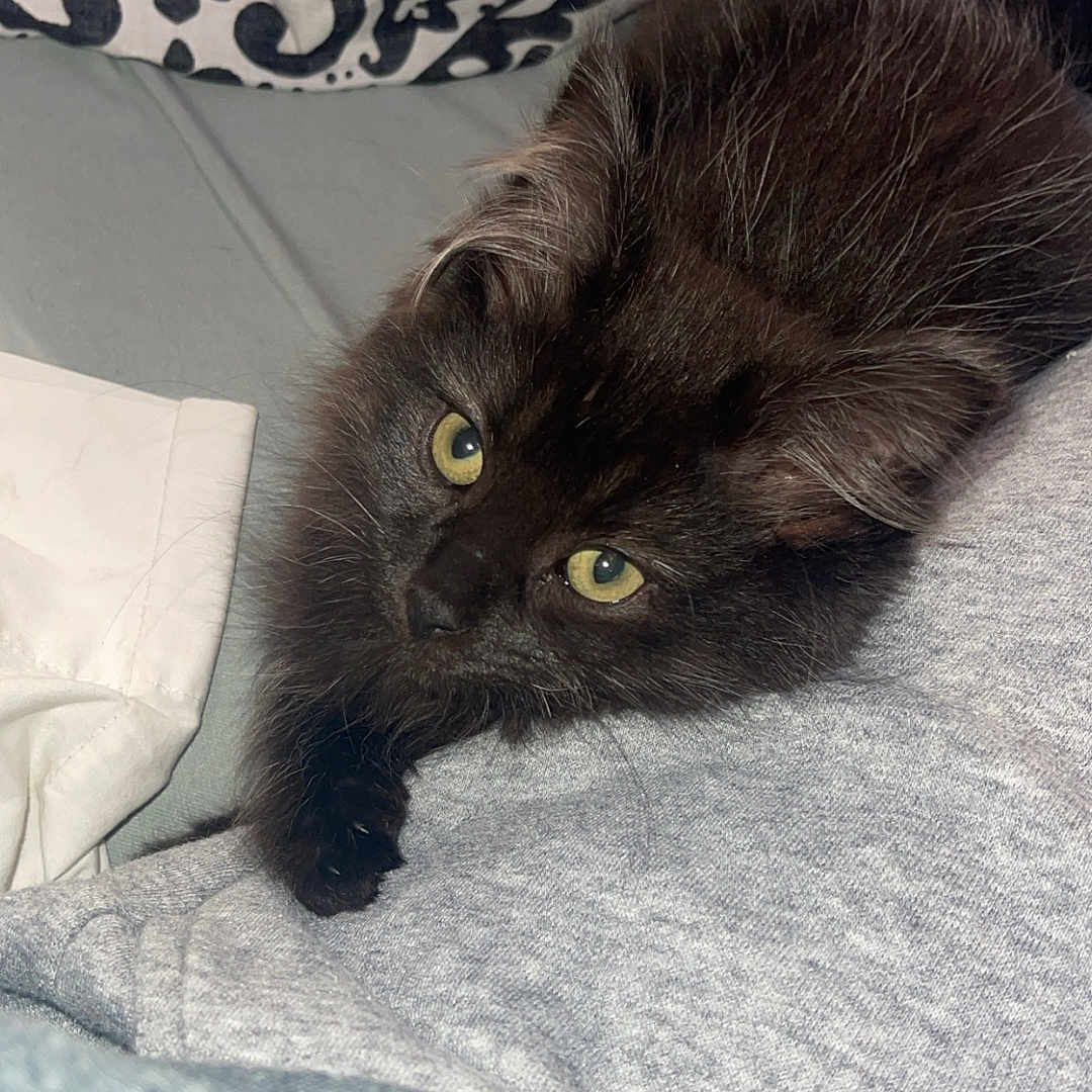 Luna is registered to the contest to win money with this photo: animal, black_cat, blanket, close_up, cozy, curious, cute, domestic_cat, fabric, feline, fluffy, indoor, kitten, looking_up, pet, resting, sleepy, soft, yellow_eyes, young_cat