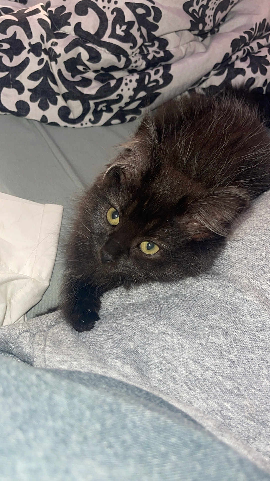 Luna is registered to the contest to win money with this photo: kitten, black_cat, yellow_eyes, fluffy, pet, cute, indoor, blanket, fabric, resting, looking_up, domestic_cat, close_up, feline, young_cat, cozy, soft, curious, animal, sleepy