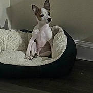 Simba is registered to the contest to win money with this photo: dog, dog_bed, pet, indoor, floor, wall, cozy, small_dog, sitting, ears, curious, relaxing, animal, companion, home, fur, cute, domestic, resting, quiet