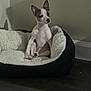 dog, dog_bed, pet, indoor, floor, wall, cozy, small_dog, sitting, ears, curious, relaxing, animal, companion, home, fur, cute, domestic, resting, quiet